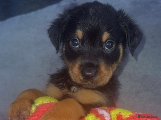 Rottweiler dogs Male rottweilwr puppy looking for a forever home - Advert 15