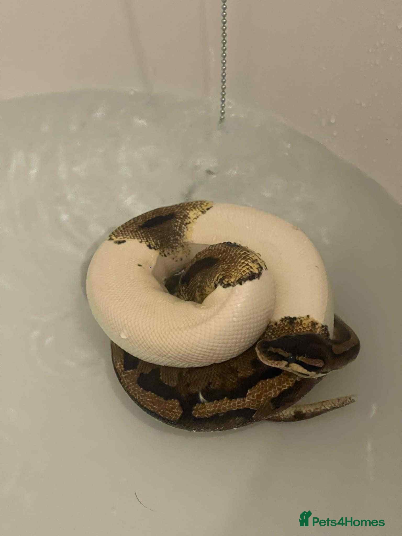 Python Snake reptiles Female ball python  - Advert 1