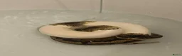Python Snake reptiles for sale: Female ball python  - Advert 1