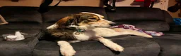 Mixed Breed dogs for adoption: Kori - Badersfield Norfolk  - Advert 22
