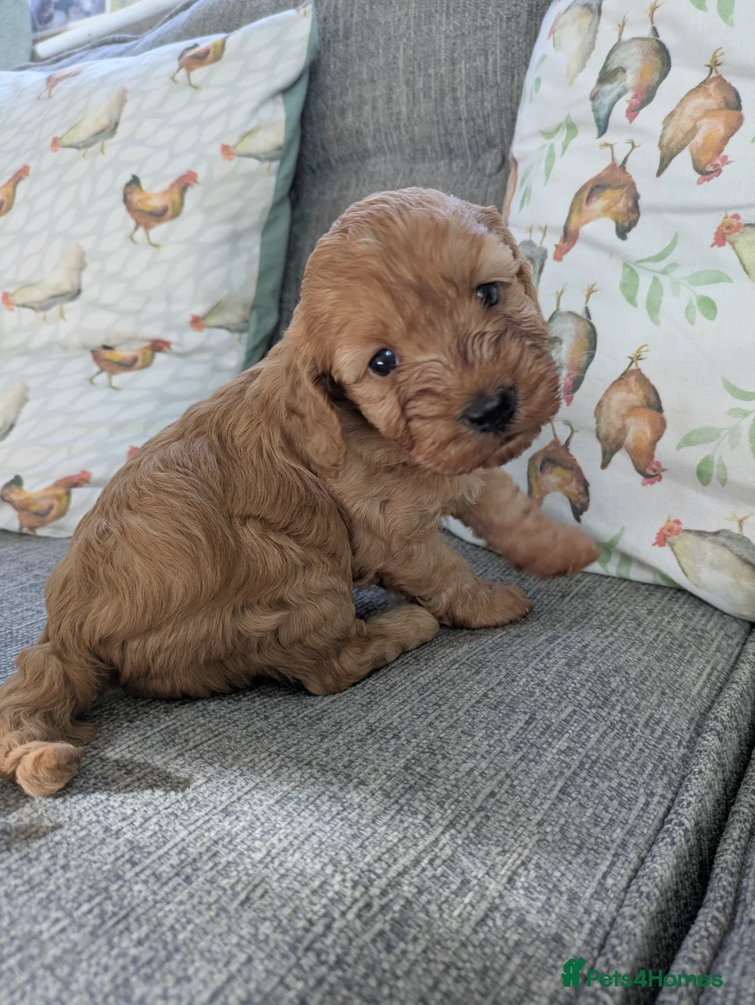 Cockapoo dogs for sale: Cockerpoo puppy's  - Advert 2