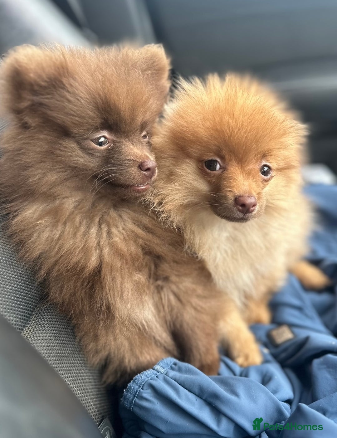 Pomeranian dogs for sale: Adorable Pom puppies 💙❤️ - Image 7