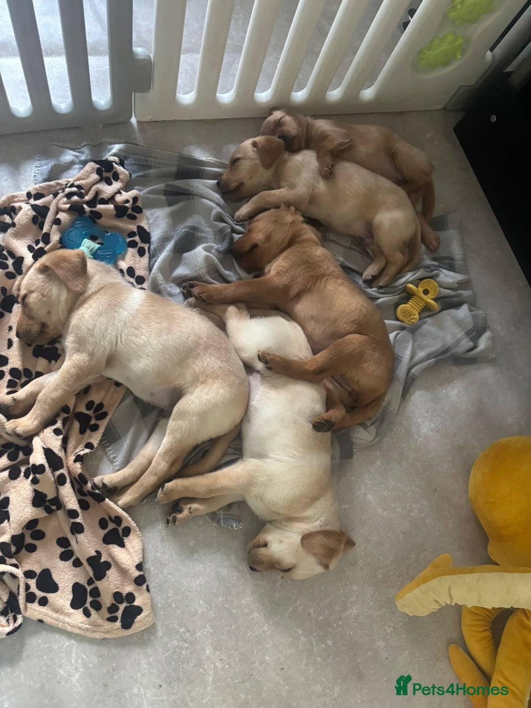 Labrador Retriever dogs for sale: Home bred working Labrador puppies - Image 36