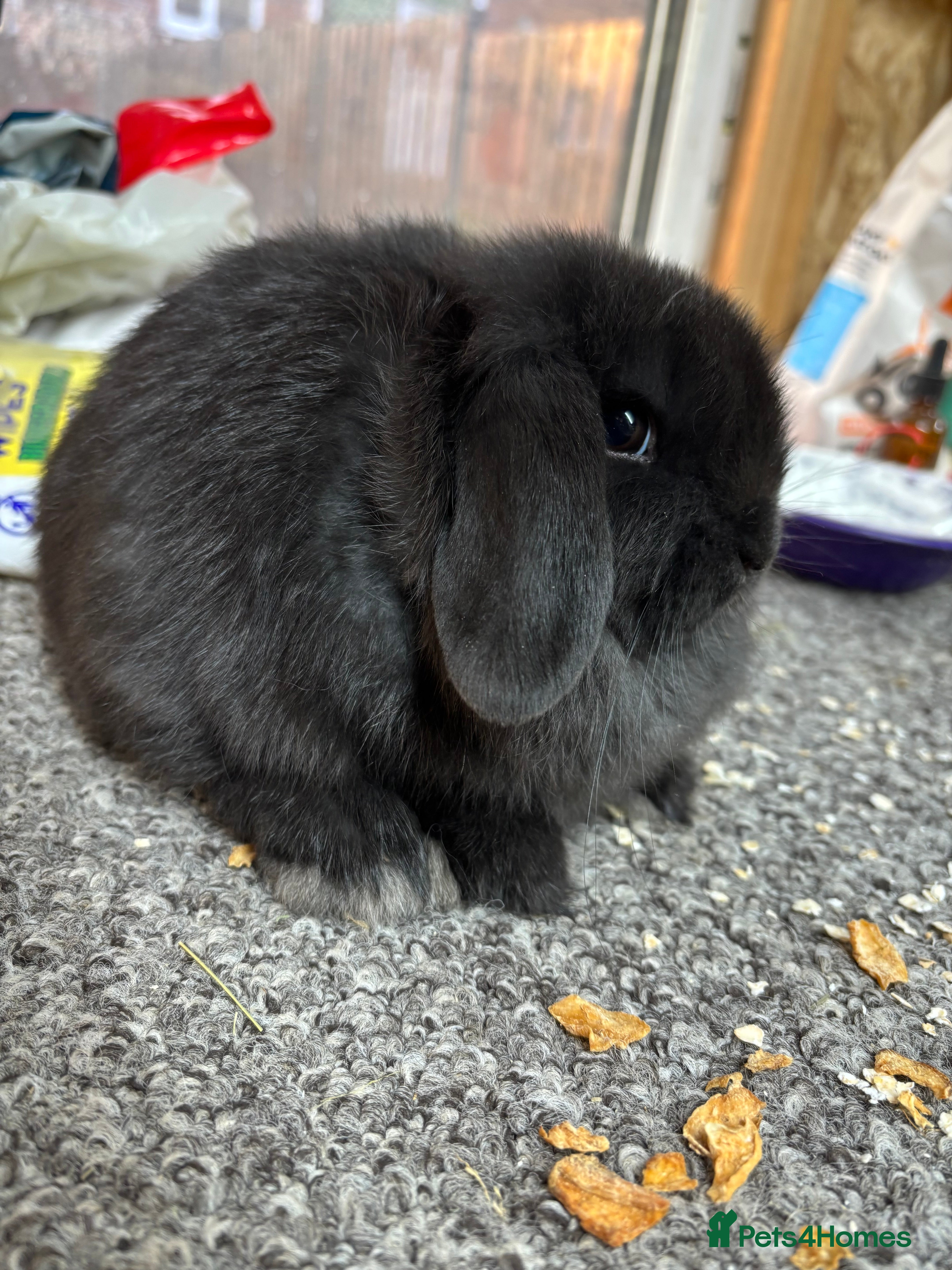 Mini Lop rabbits BRC rung and Vaccianted Minilop baby  - Advert 1