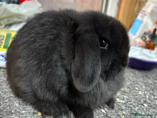 Mini Lop rabbits BRC rung and Vaccianted Minilop baby - Advert 1