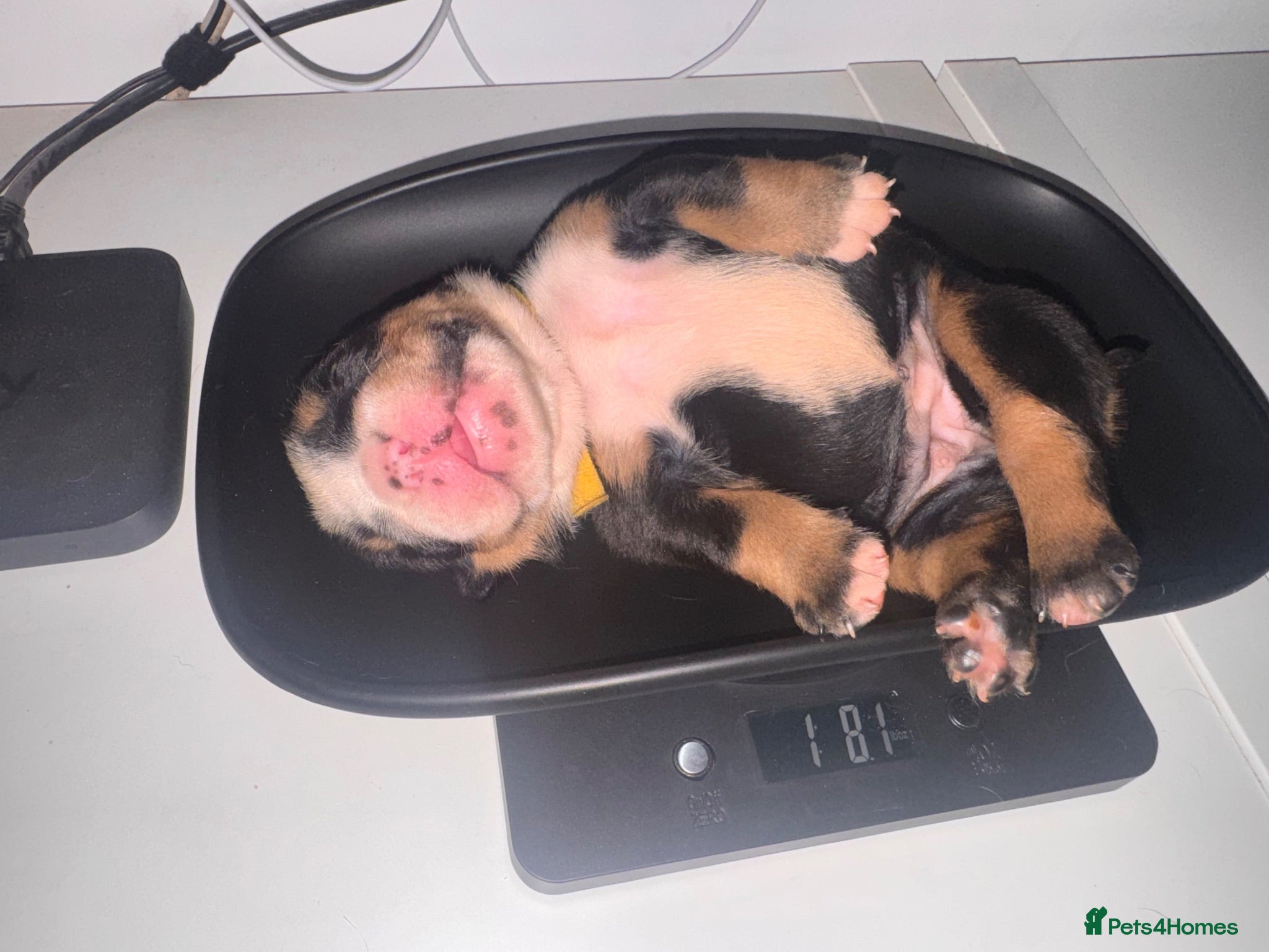 English Bulldog dogs Registered english bulldog puppies  - Advert 13