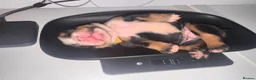 English Bulldog dogs for sale: Registered english bulldog puppies  - Advert 15
