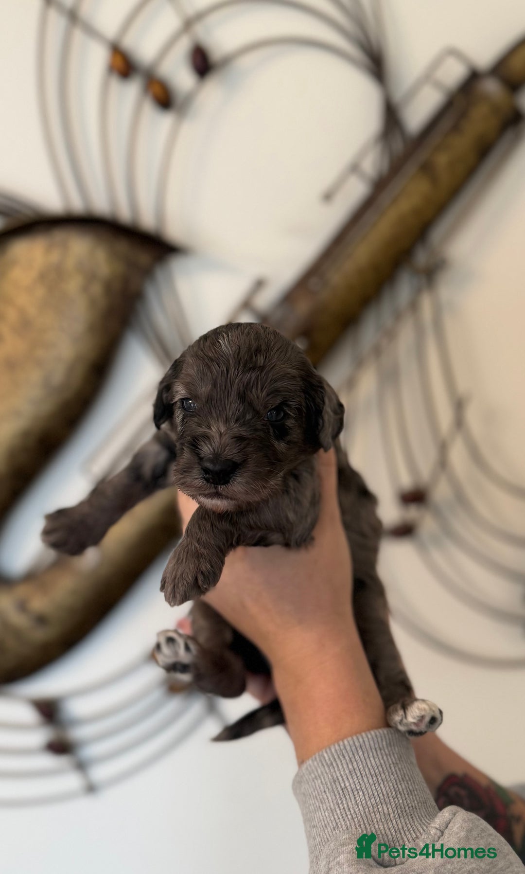 Cockapoo dogs for sale: Beautiful F2 cockapoo puppies  - Image 1