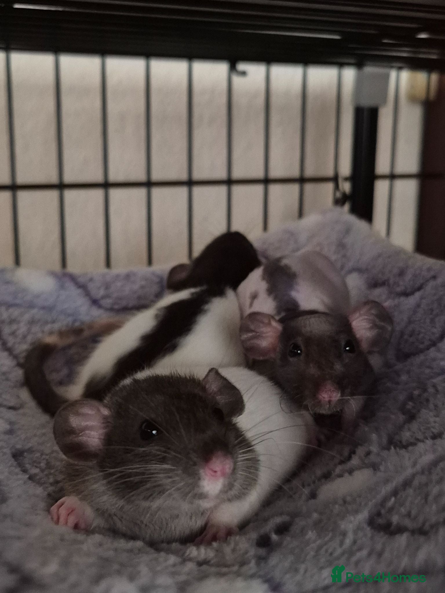 Rat rodents 3 young male rats + setup - Advert 6