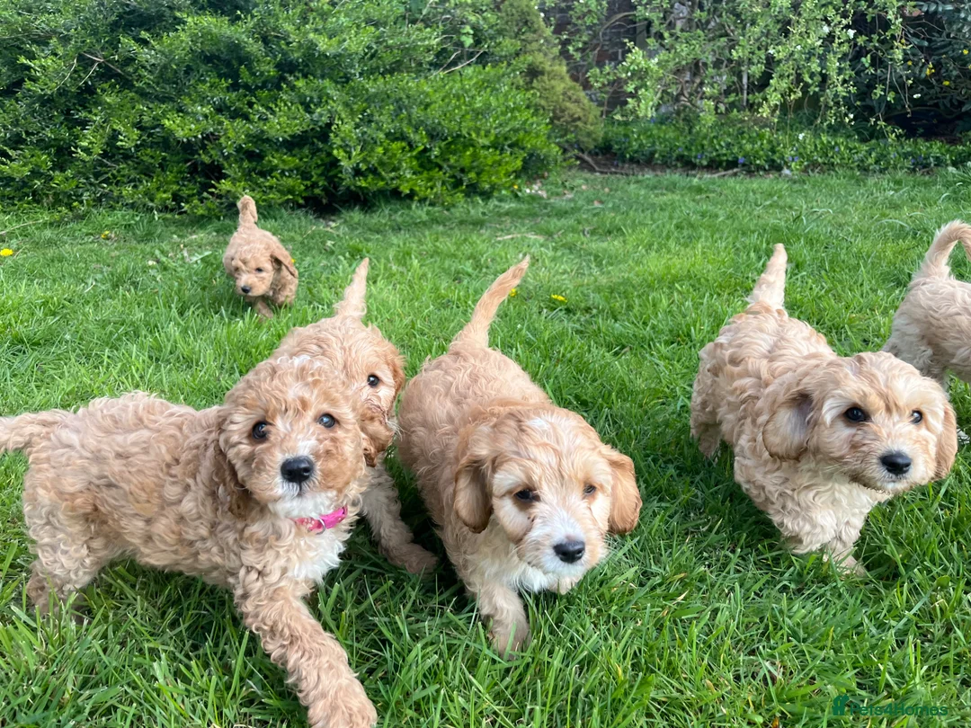 Cavapoo dogs for sale: Cavapoo puppy’s for sale  - Advert 1