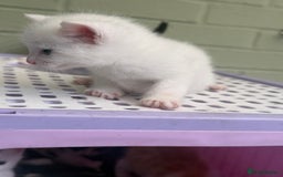 Khao Manee cats for sale: 6 kittens. 2 male and 4 female  - Image 4