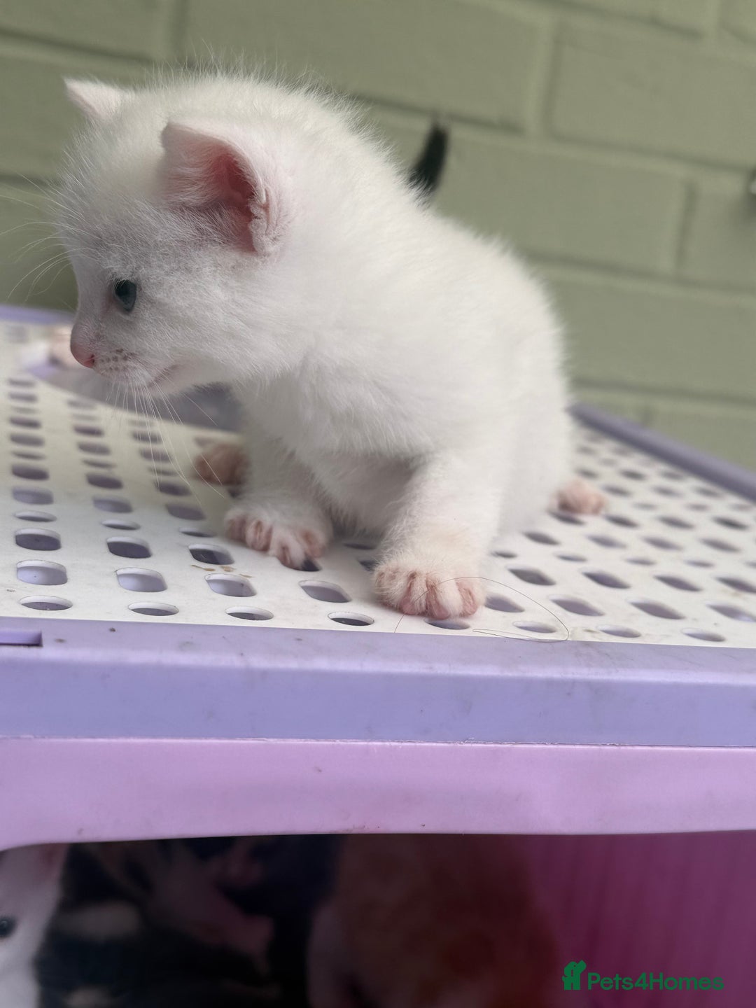 Khao Manee cats for sale: 6 kittens. 2 male and 4 female  - Image 4
