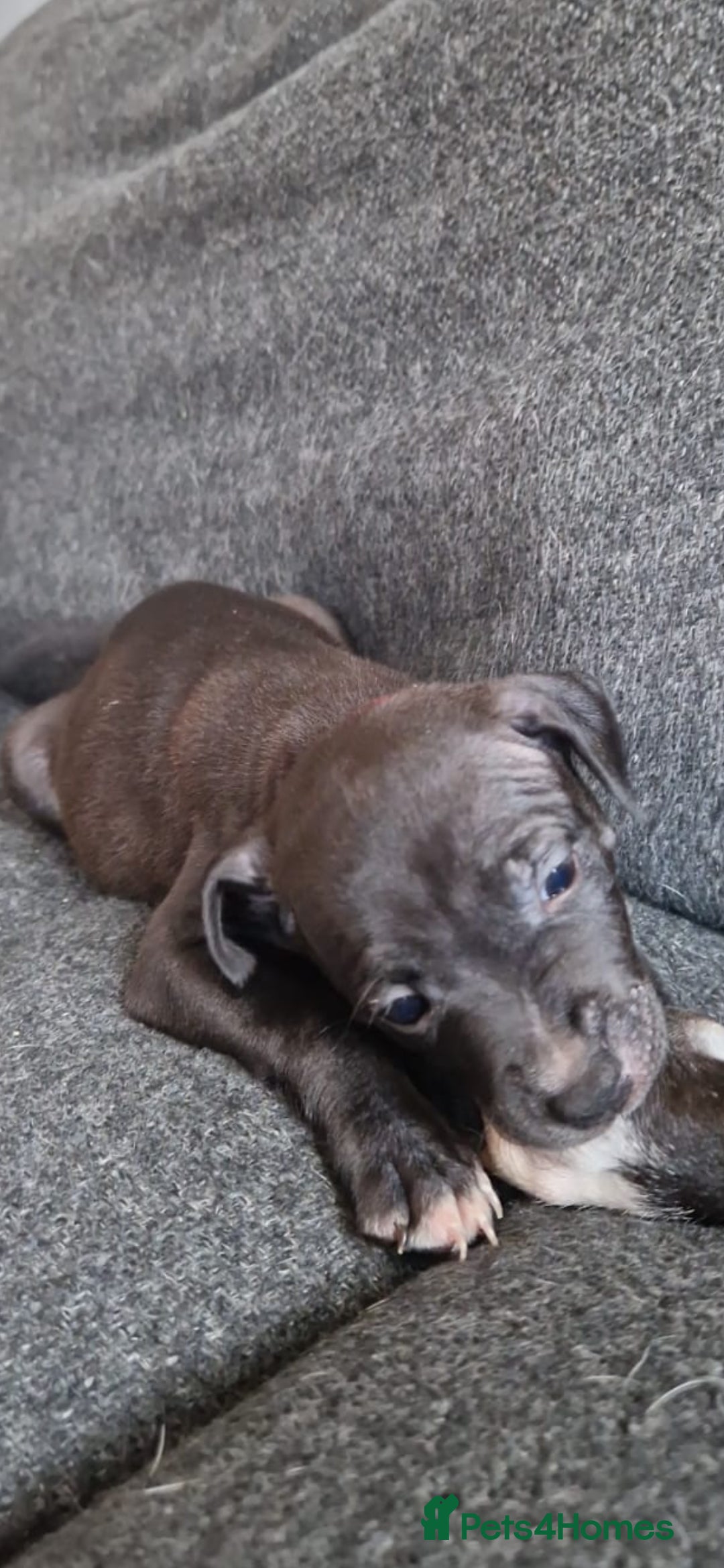 Mixed Breed dogs for sale: Ready to go  - Image 8