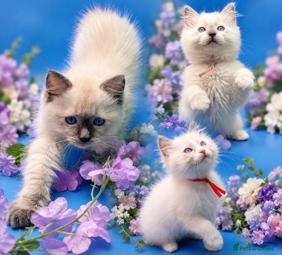 Ragdoll cats for sale: Beautiful GCCF Registered Ragdoll Boys - Advert 1