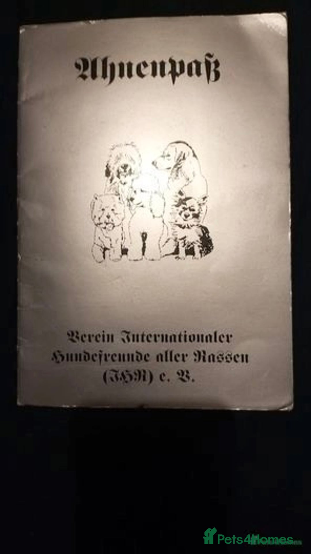 Biewer Terrier dogs for sale: 🩶🩷Biewer-Biro Champion heritage pups! 🐶❤️ - Image 20