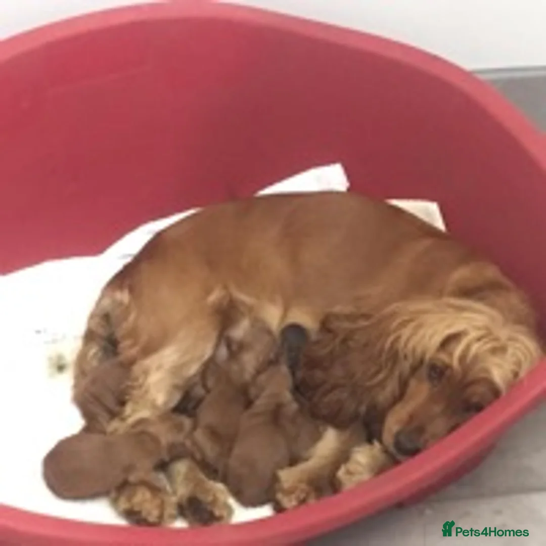 Cockapoo dogs for stud: KC registered miniature poodle health tested in Alford - Advert 10