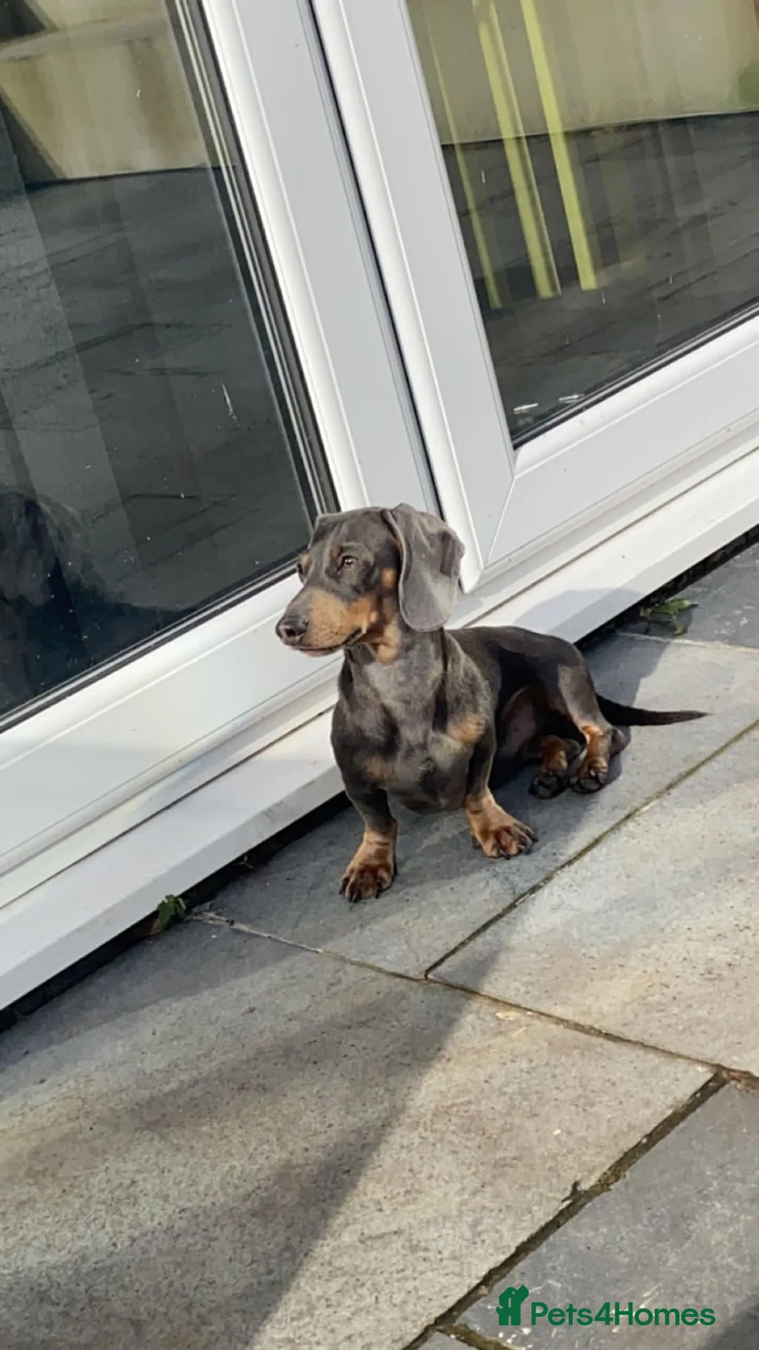 Miniature Dachshund dogs for stud: 🐾HUGO THE BOSS (KC REG & PRA CLEAR) PROVEN STUD🐾 in Manchester - Advert 32