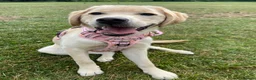 Labrador Retriever dogs for sale: Six month old Labrador Retriever  - Advert 15