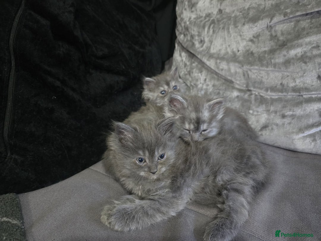 Persian cats for sale: 3 stunning Persian kittens ready now.  - Advert 19