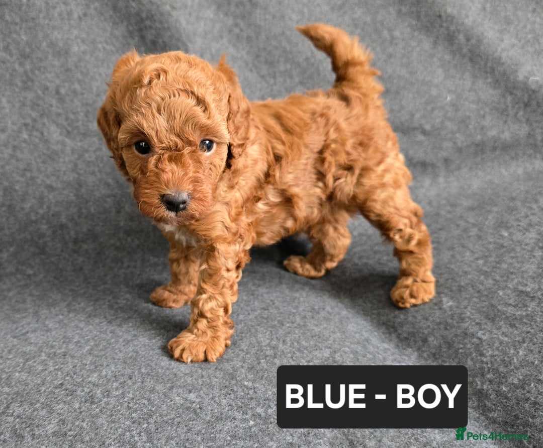 Toy Poodle dogs for sale: STUNNING RED TOY POODLE 🤩🐶 - Image 11