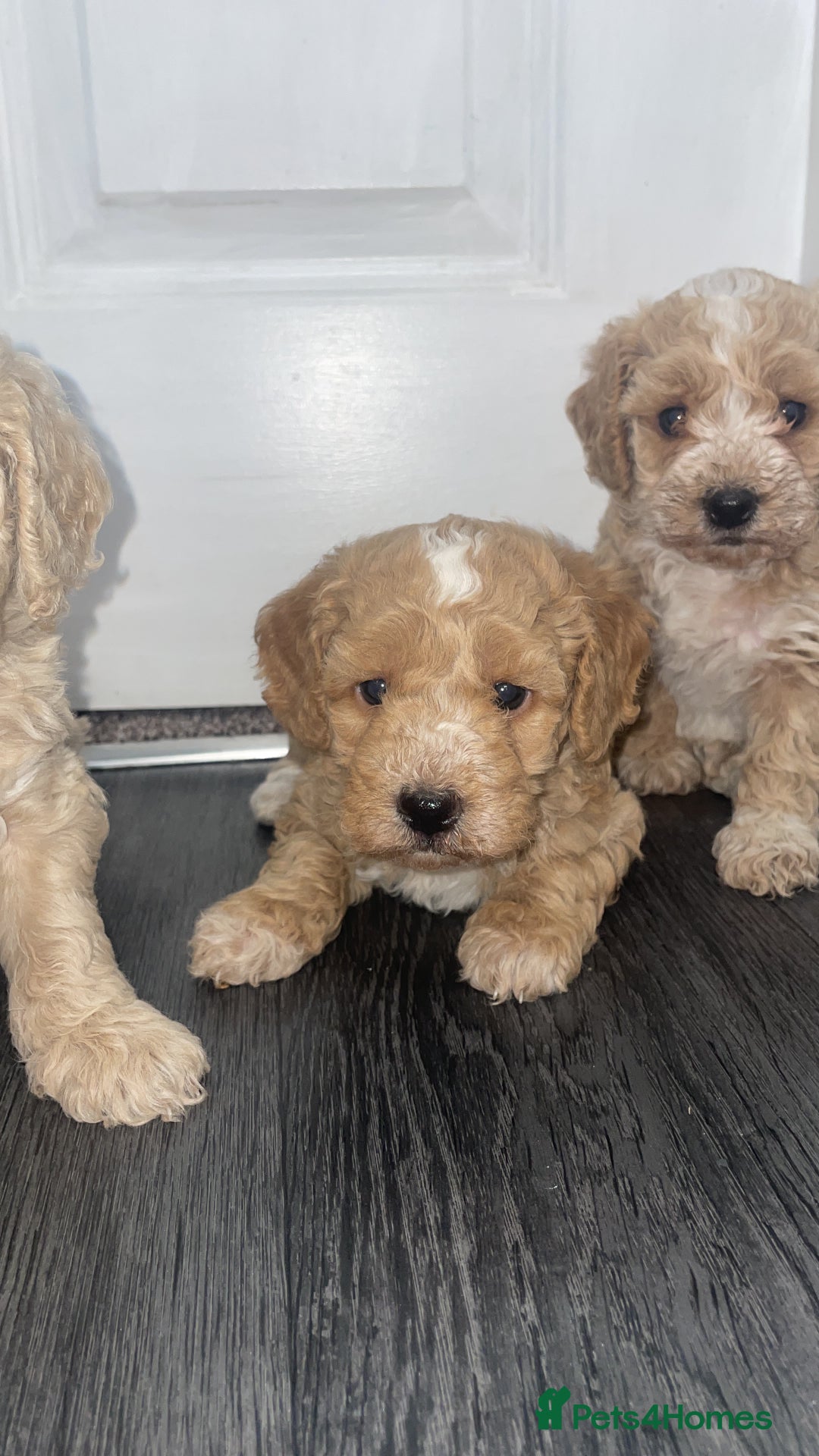 Miniature Poodle dogs for sale: Miniature poodle puppies  - Image 12