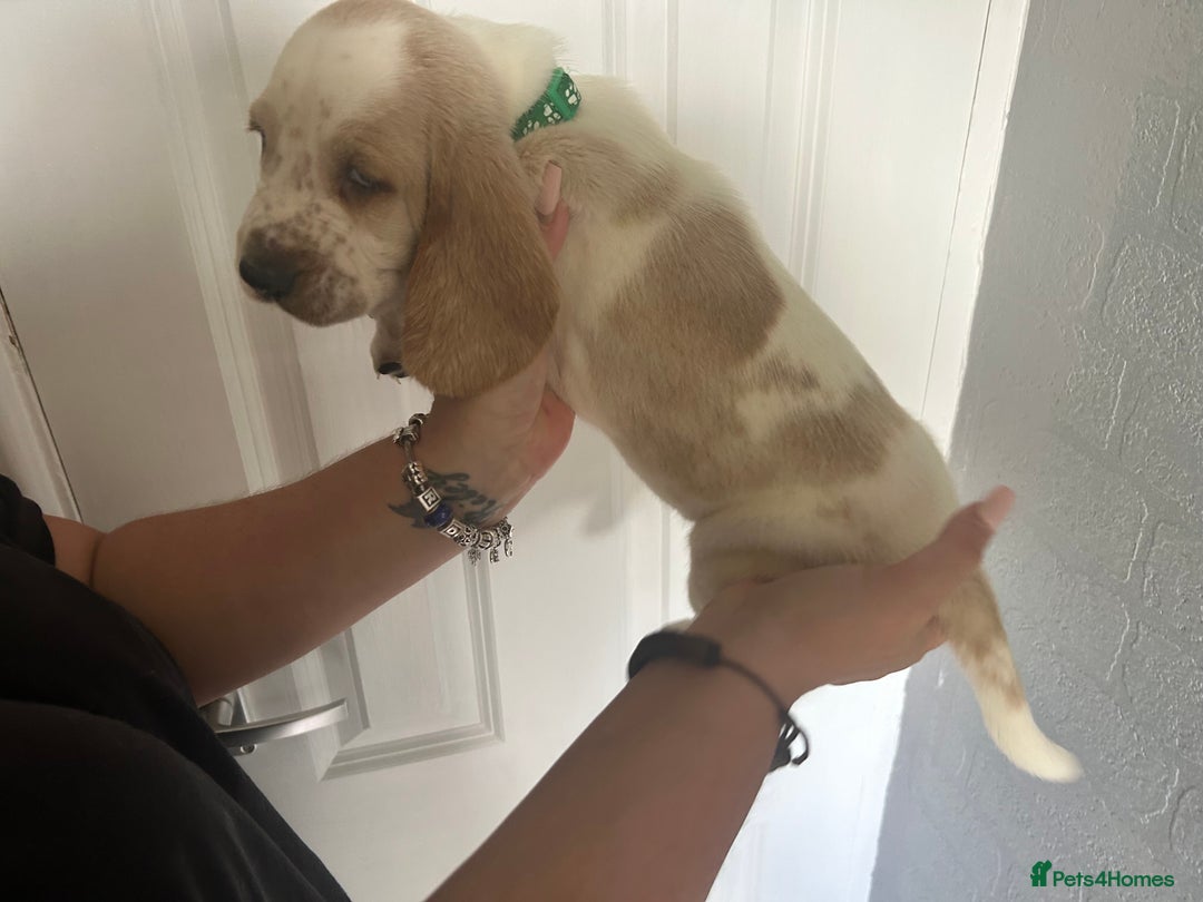 Basset Hound dogs for sale: Lemon and white basset pups - Image 8