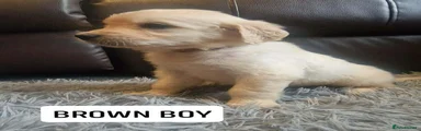 BROWN COLLAR BOY 