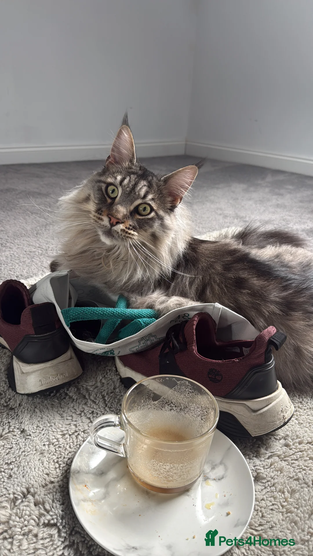 Maine Coon cats for sale: Maine coon  - Advert 2