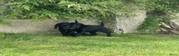 Cocker Spaniel dogs for sale: Two Black Working Cocker boys - 9 weeks in Dorchester - Advert 12