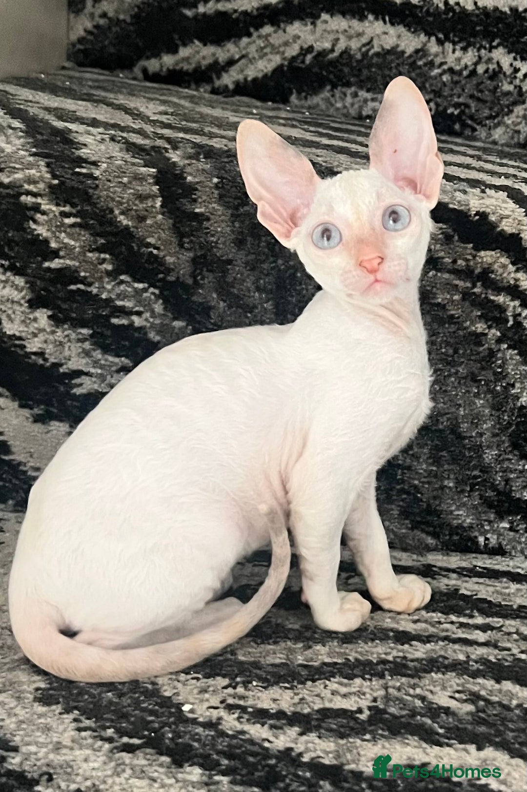 Cornish Rex cats for sale: Stunning ready to leave now Cornish Rex Female  - Image 8