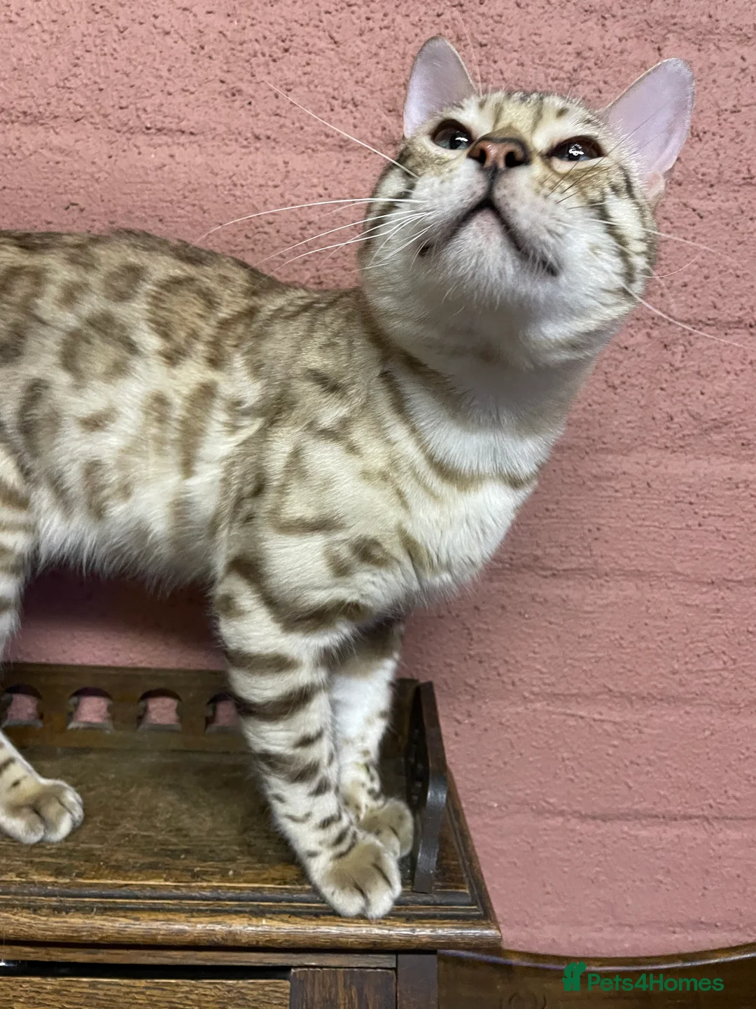 Bengal cats for sale: Bengal boy - Advert 13