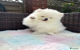 Pomeranian dogs for sale: Russian-Korean puppies looking for home💕 - Image 4