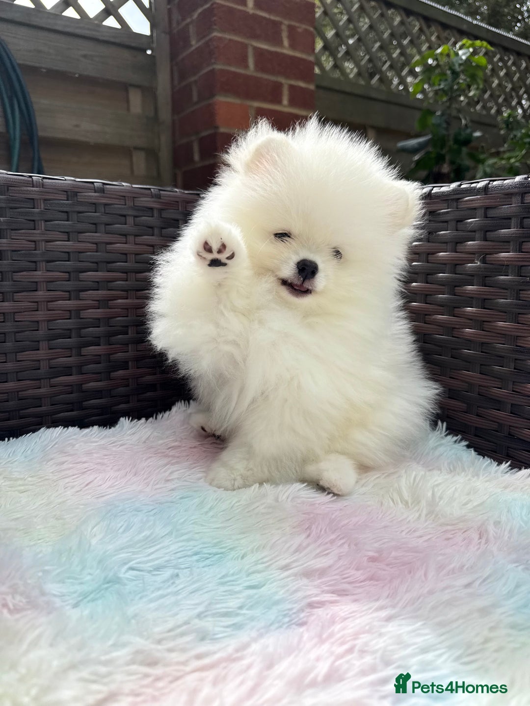 Pomeranian dogs for sale: Russian-Korean puppies looking for home💕 - Image 4
