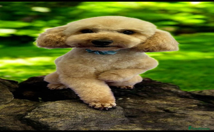 Toy Poodle dogs - Advert 1