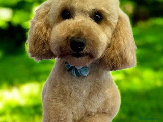 Toy Poodle dogs - Advert 38