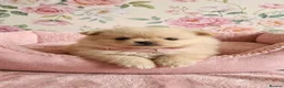 Mixed Breed dogs for sale: POMSHI PUPS FOR SALE  - Advert 4