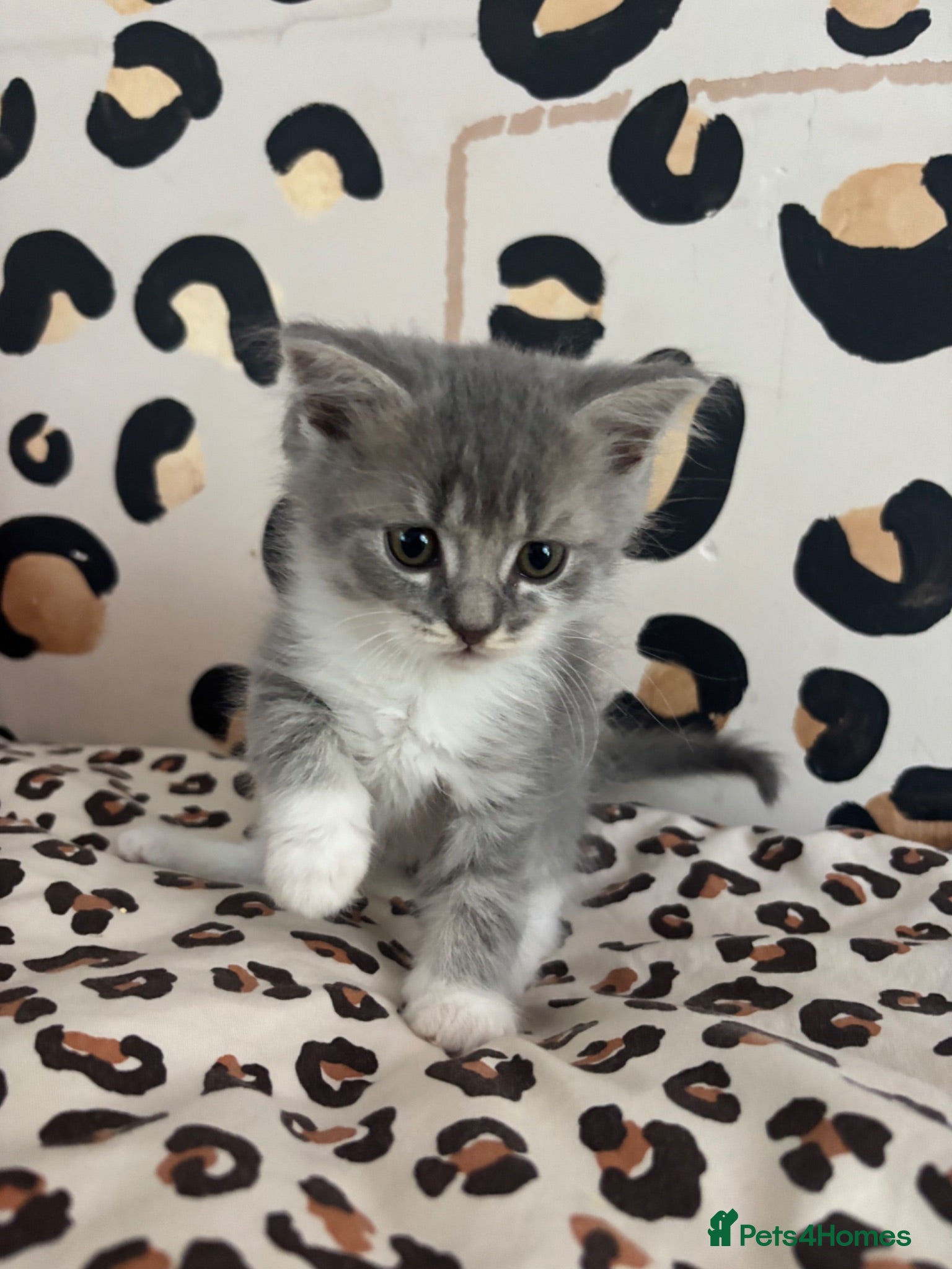 British Longhair cats Beautiful British Kittens 🐾  - Advert 13
