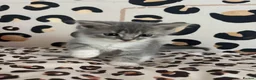 British Longhair cats for sale: Beautiful British Kittens 🐾  in Christchurch - Advert 1