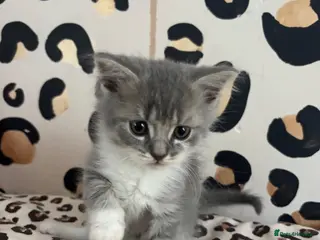 British Longhair cats Beautiful British Kittens 🐾 - Advert 17