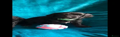 Cockapoo 7