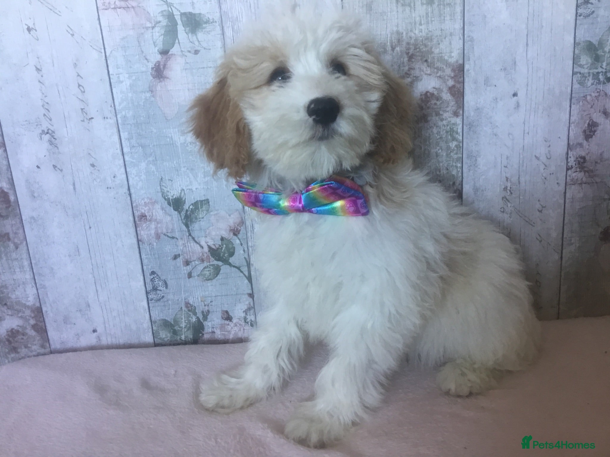 Cavapoo dogs Adorable Cockalierpoo pups ( so cute) - Advert 2