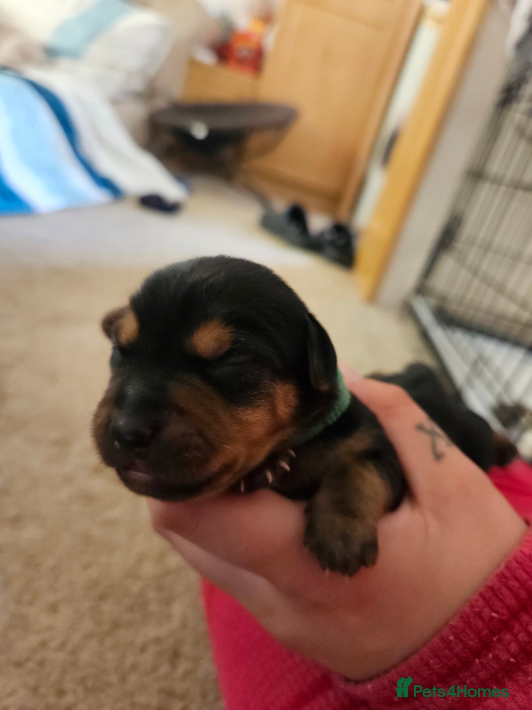 Mixed Breed dogs for sale: Chiweenie Puppies  - Image 12