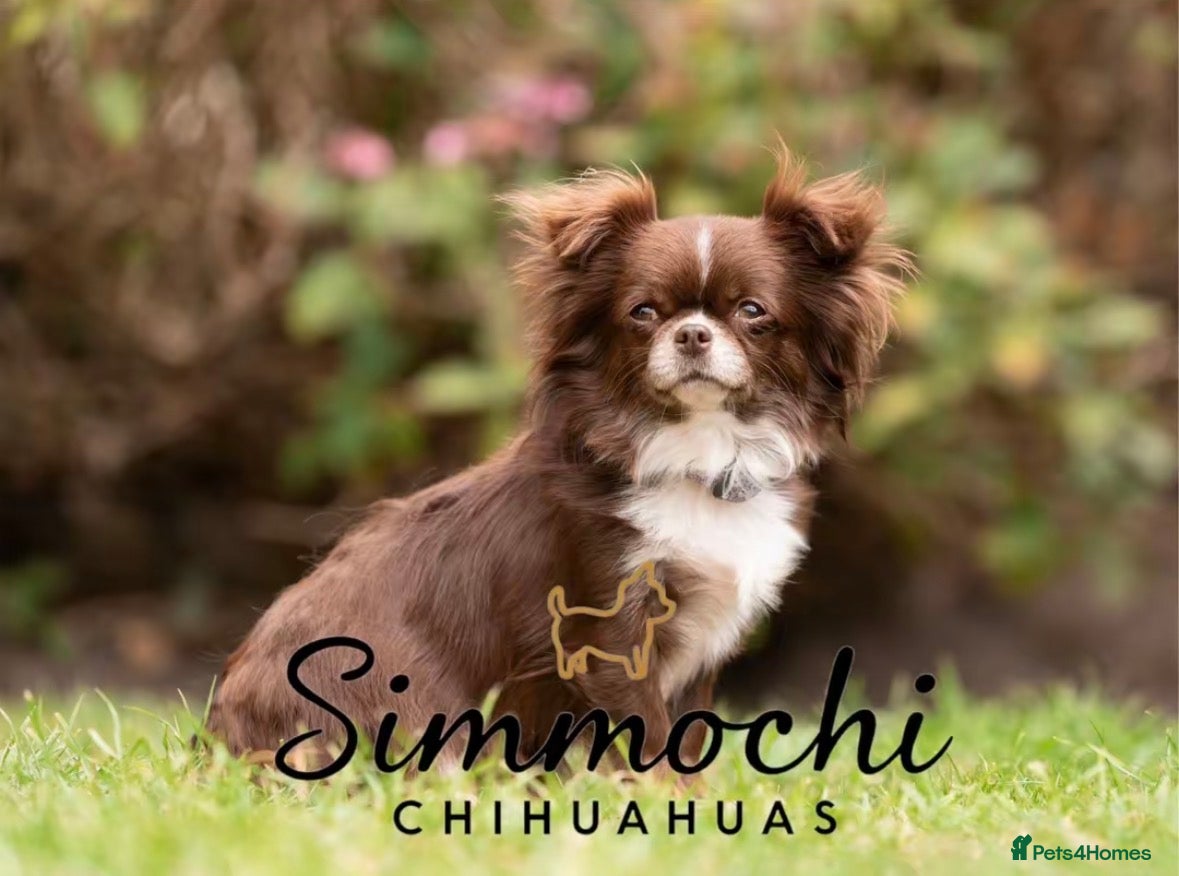 Chihuahua dogs for sale: Exquisite long coat chihuahuas  - Advert 4