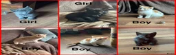 Mixed Breed cats for sale: 6 kittens looking for new homes  - Advert 1