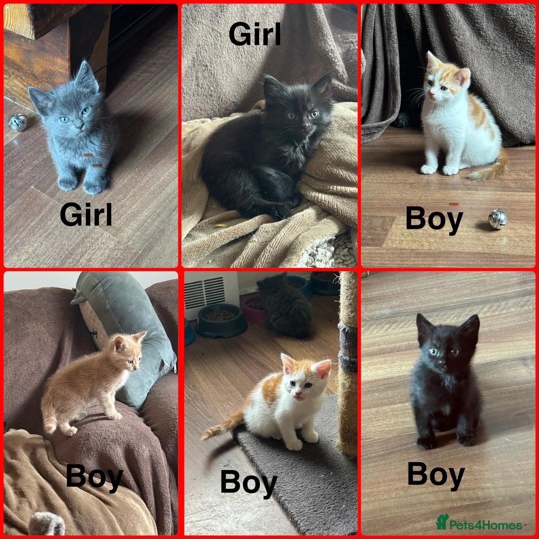 Mixed Breed cats for sale: 6 kittens looking for new homes  - Advert 1