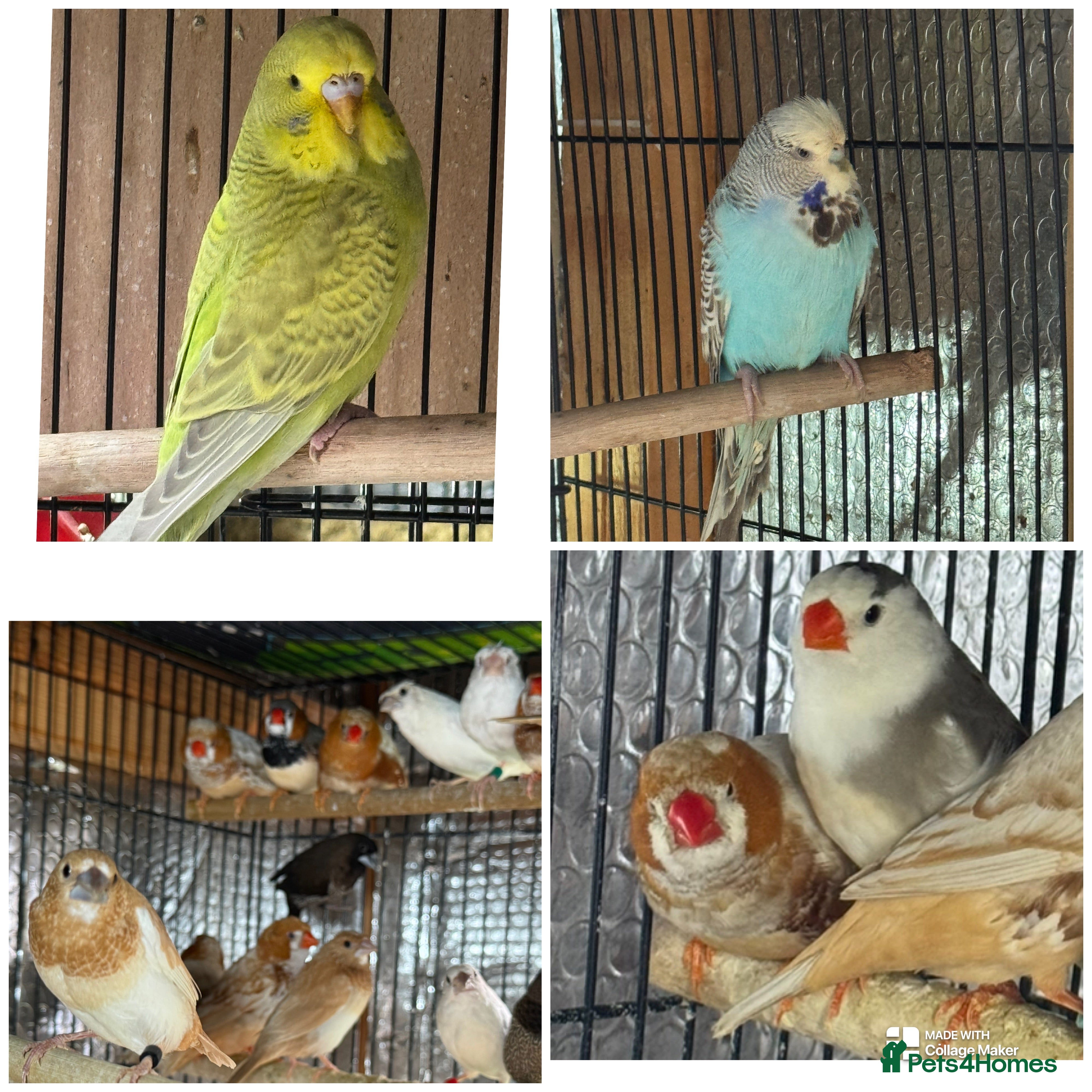 Finches birds Zebra Finches - Advert 12