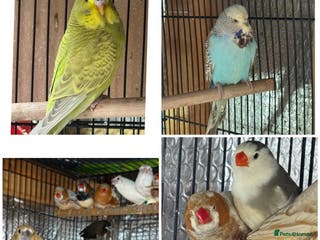 Finches birds Zebra Finches - Advert 13