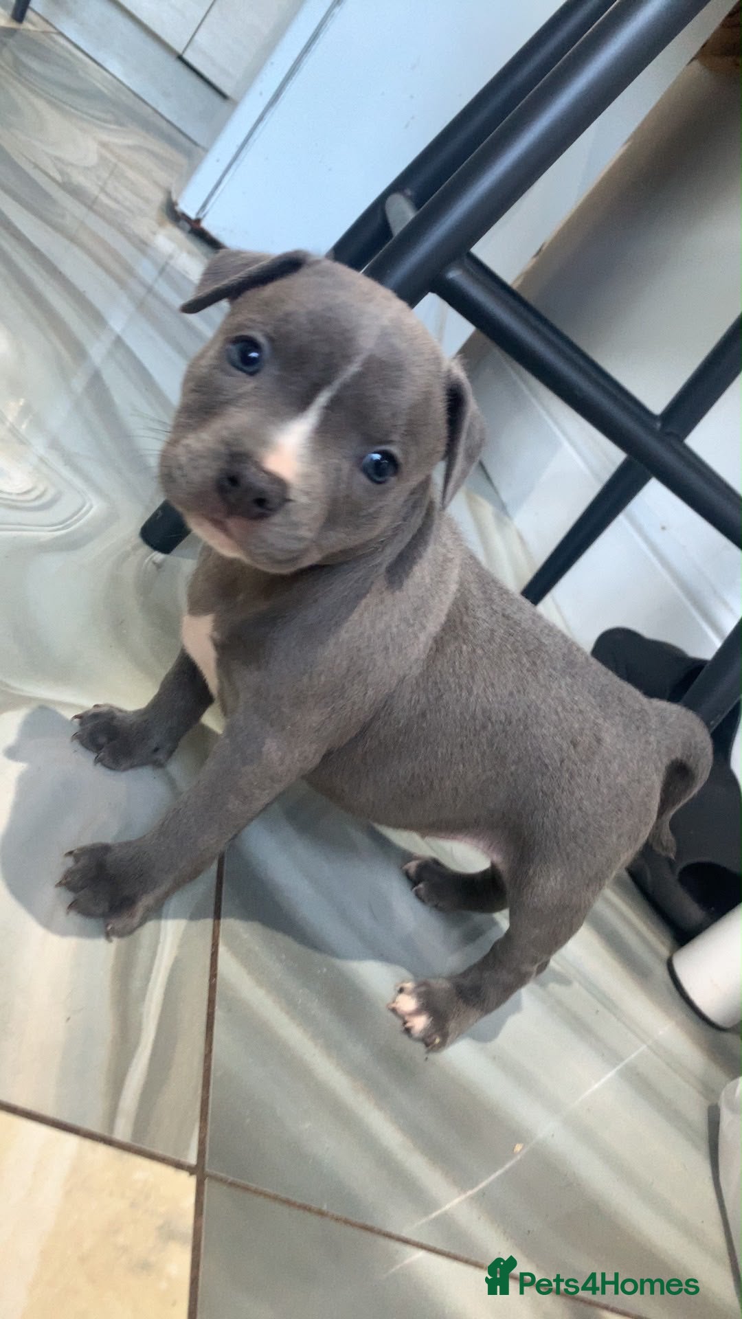 Staffordshire Bull Terrier dogs KC REG SOLID BLUE STAFFY PUPPY BEARS 💙 - Advert 2