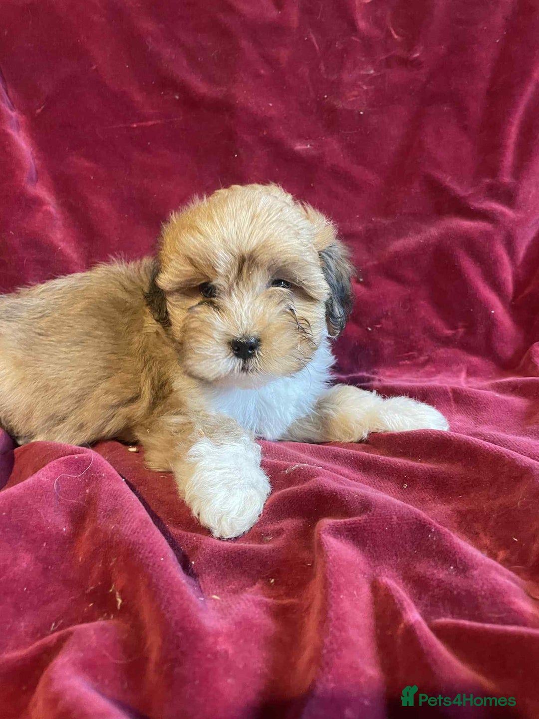 Lhasapoo dogs for sale: Lhasapoo puppies - Advert 10