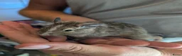 Degus rodents for sale: 6 male Degus ready for their forever homes - Advert 4